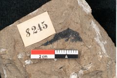 Foto (Detailansicht) von Sequoia hardtii Endl. (NHMW-GEO-2024-0188-8245)
